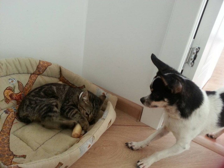 Отдам котёнка в добрые руки!