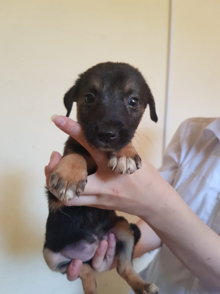 Отдам щенок в добрые руки