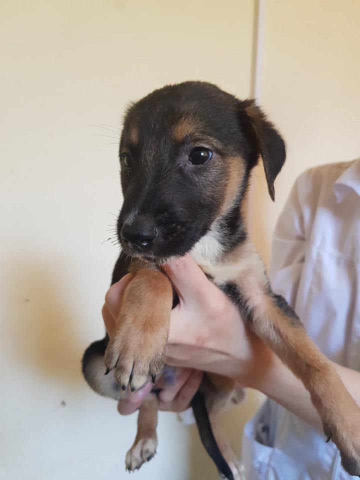 Отдам щенок в добрые руки