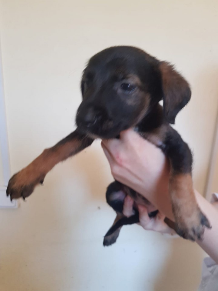 Отдам щенок в добрые руки