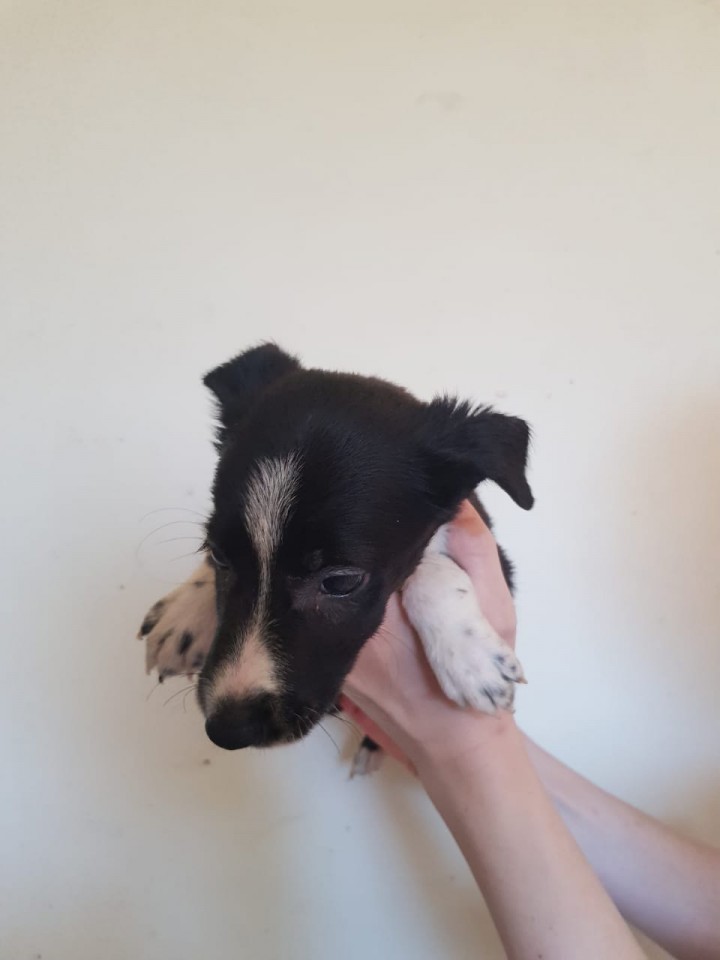 Отдам щенок в добрые руки