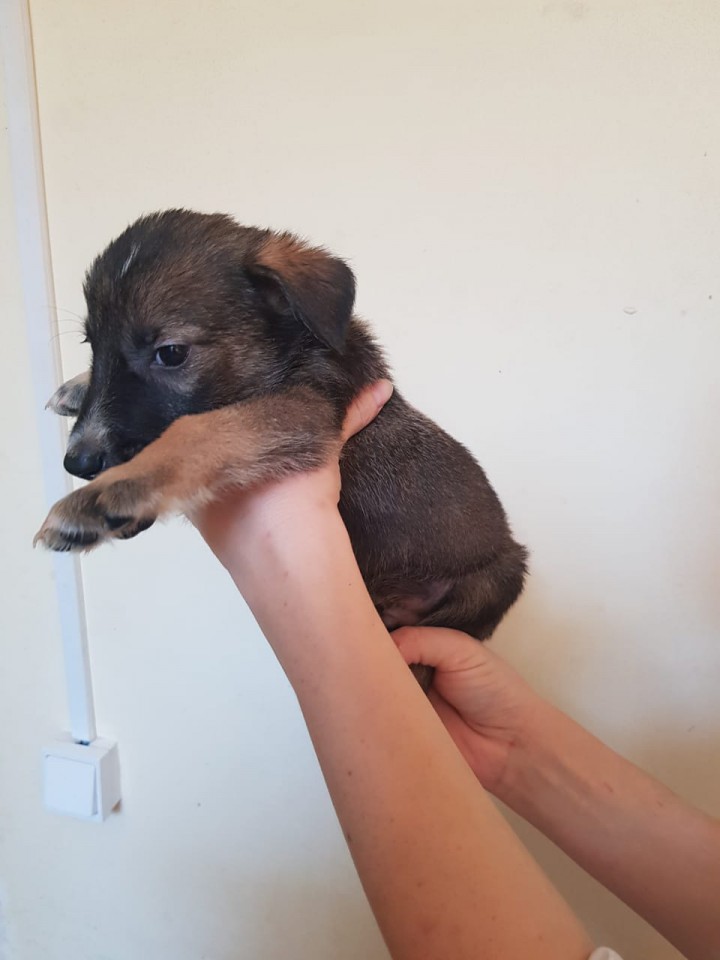 Отдам щенок в добрые руки