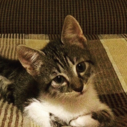 Котёнок в добрые руки 