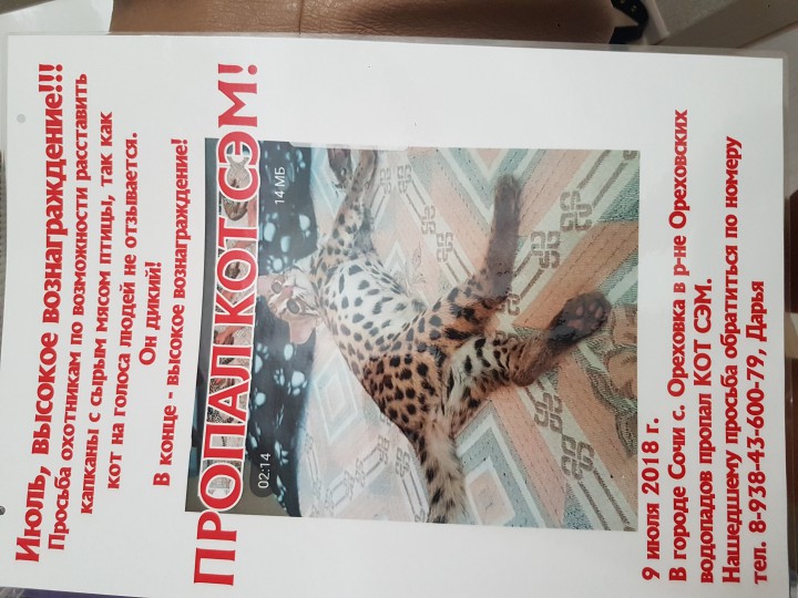 Пропал леопардовый кот