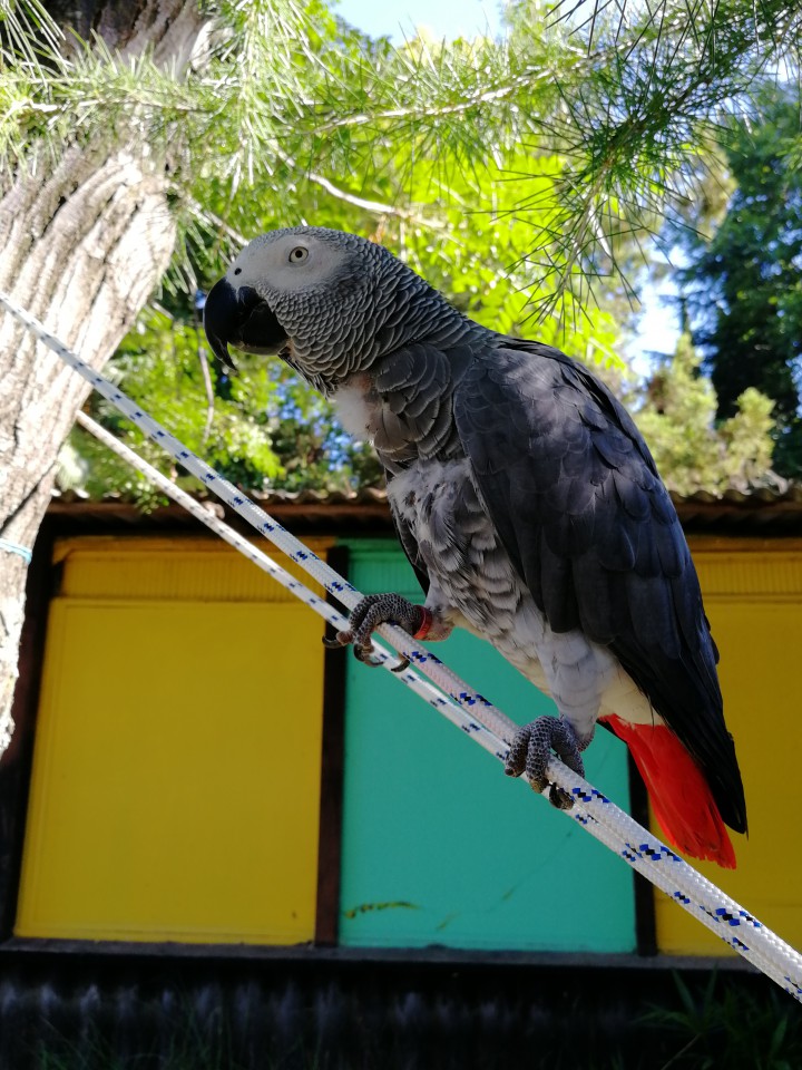 Пропал попугай Жако 