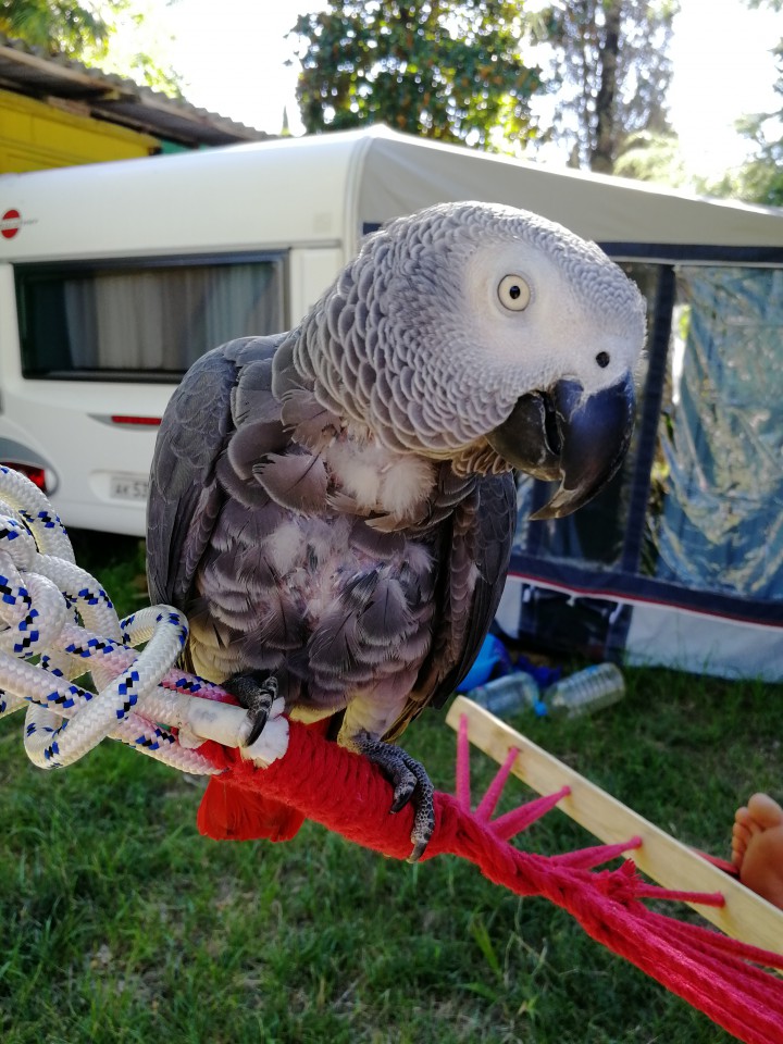 Пропал попугай Жако 