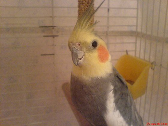 Пропал попугай корелла.