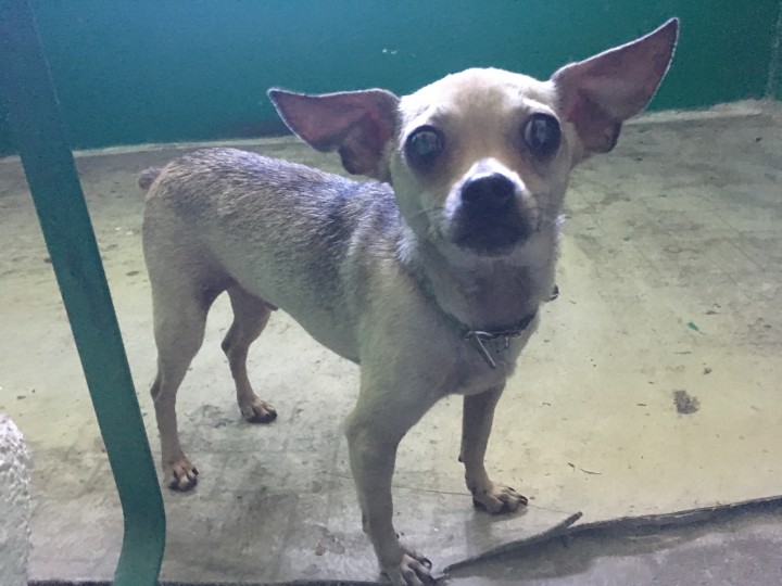 Нашлась собака, ищем хозяев