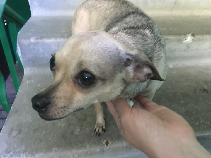 Нашлась собака, ищем хозяев