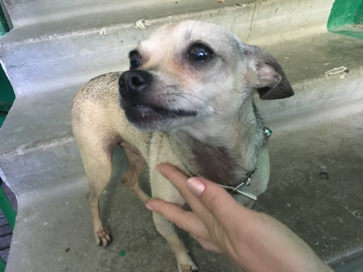 Нашлась собака, ищем хозяев