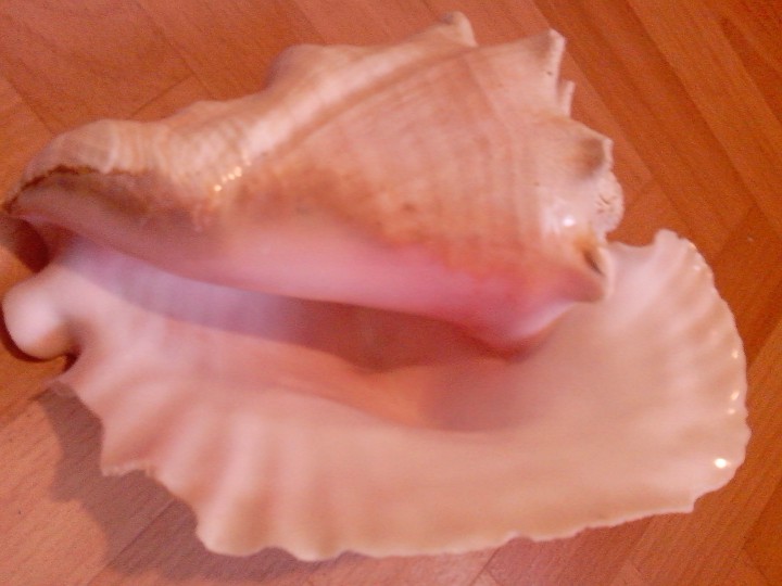 морская  раковина