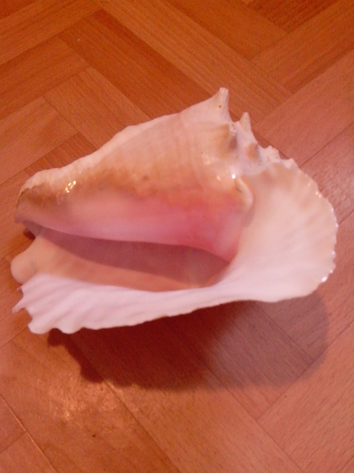 морская  раковина