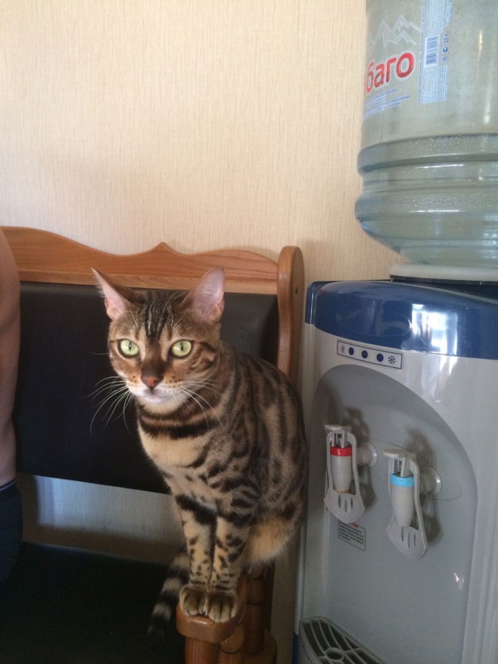 Пропала кошка Бенгал! Нашедшего просьба вернуть за Вознаграждени