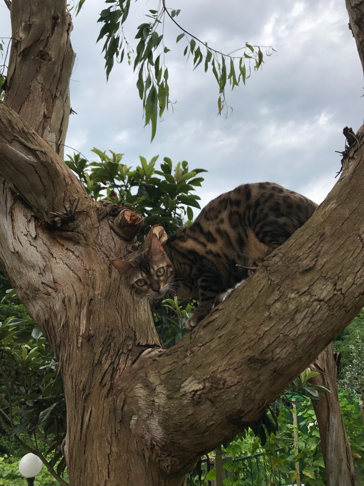 Пропала кошка Бенгал! Нашедшего просьба вернуть за Вознаграждени