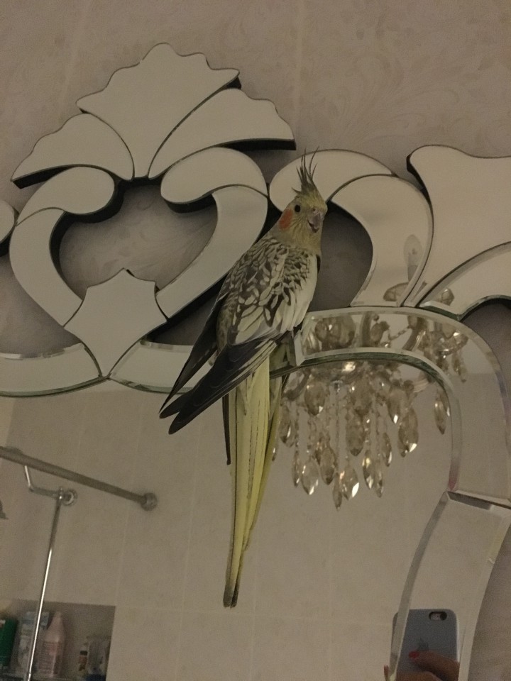 Потерялся попугай!