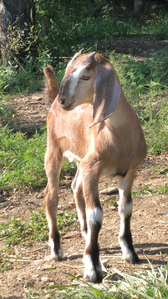 Помощники по хозяйству (семья или женщина)