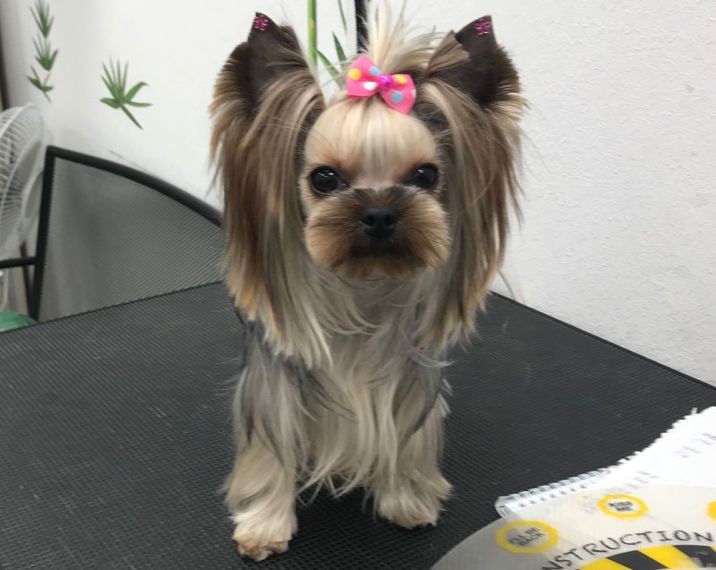 Стрижка собак и кошек в Сочи (Кудепсте)