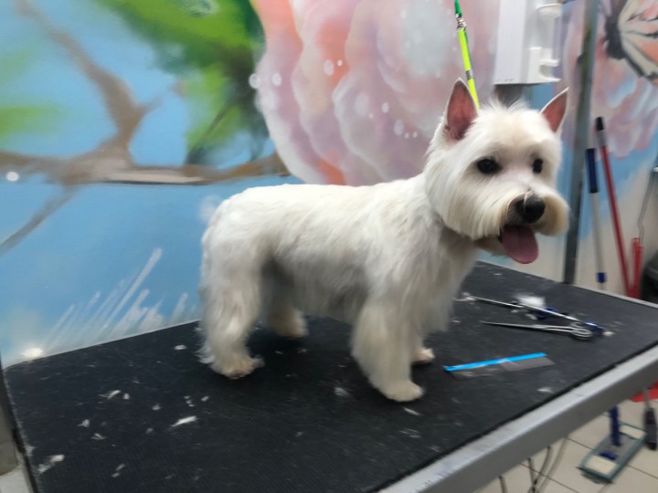 Стрижка собак и кошек в Сочи (Кудепсте)