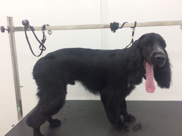 Стрижка собак и кошек в Сочи (Кудепсте)