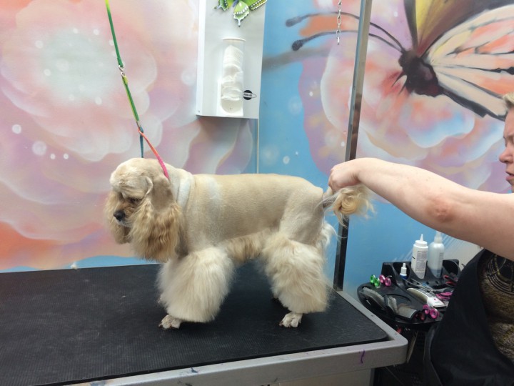 Стрижка собак и кошек в Сочи (Кудепсте)