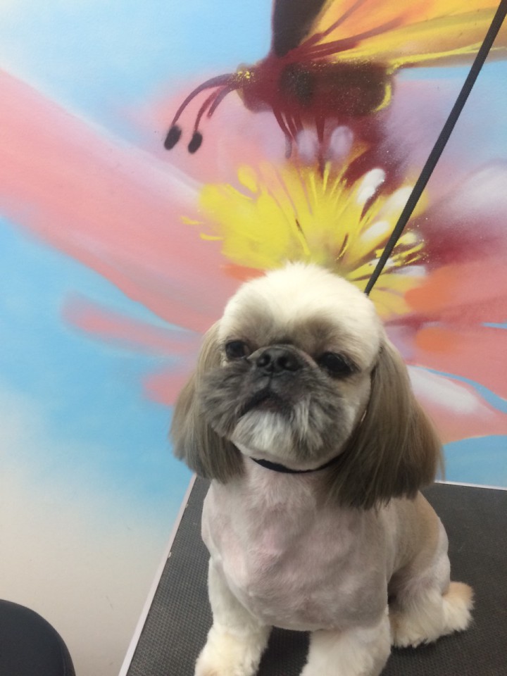 Стрижка собак и кошек в Сочи (Кудепсте)