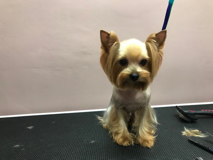 Стрижка собак и кошек в Сочи (Кудепсте)