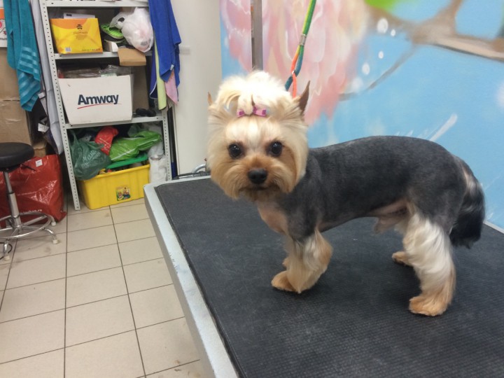 Стрижка собак и кошек в Сочи (Кудепсте)