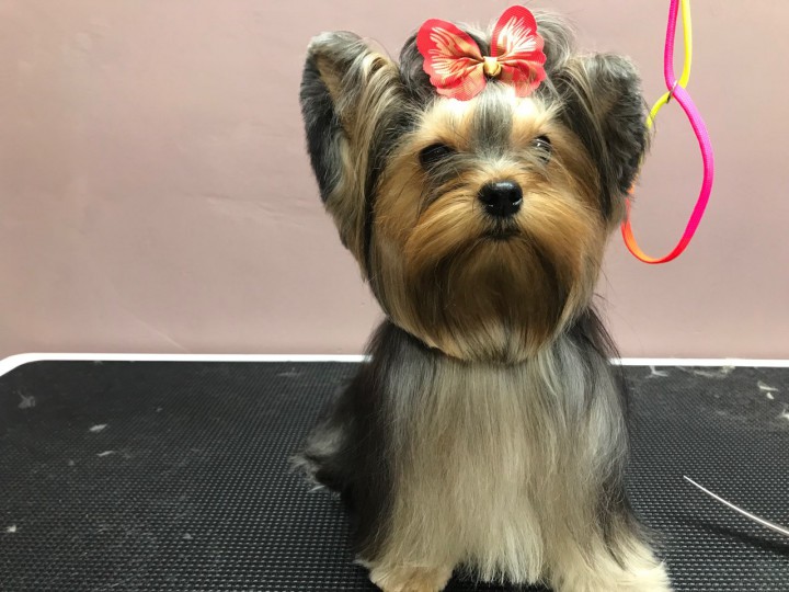 Стрижка собак и кошек в Сочи (Кудепсте)