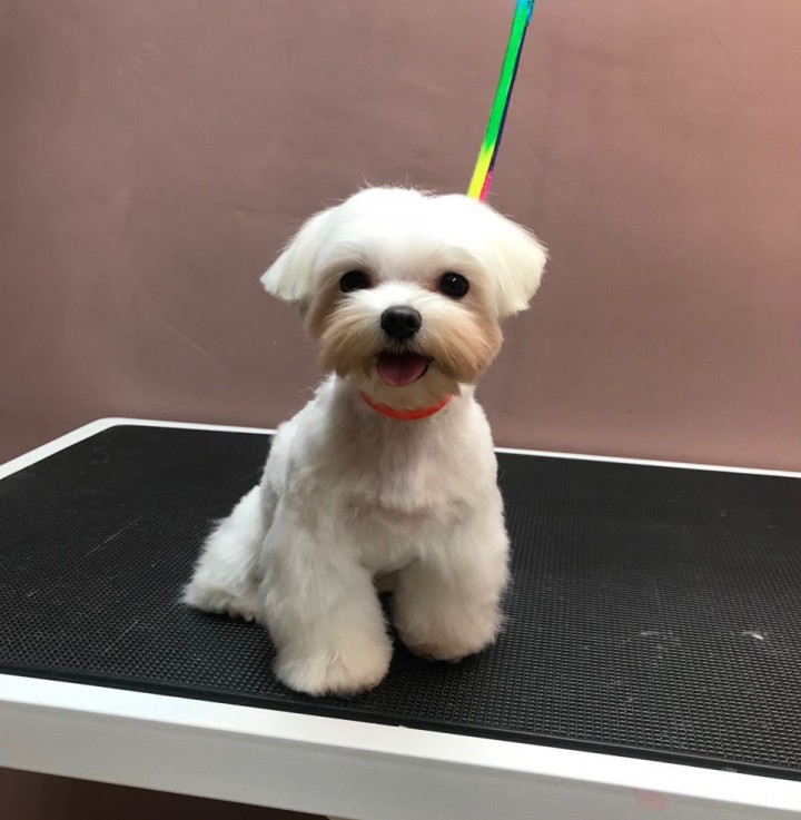 Стрижка собак и кошек в Сочи (Кудепсте)