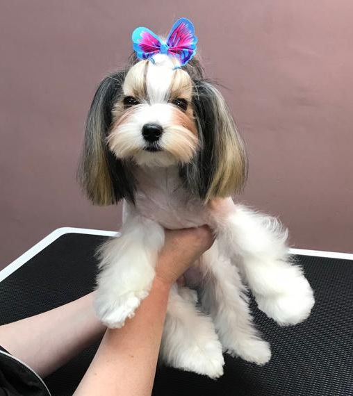 Стрижка собак и кошек в Сочи (Кудепсте)