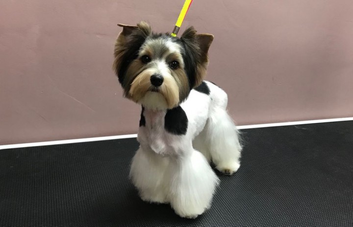 Стрижка собак и кошек в Сочи (Кудепсте)