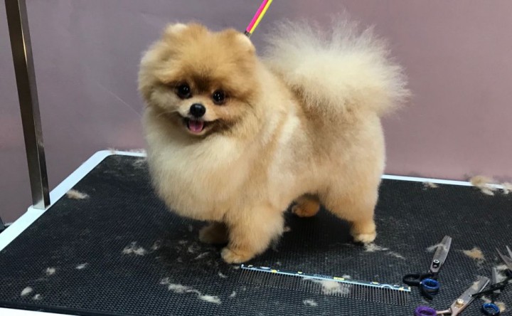 Стрижка собак и кошек в Сочи (Кудепсте)