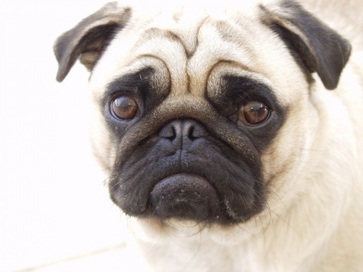 Бродит мопс