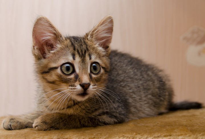 Ищет дом котенок