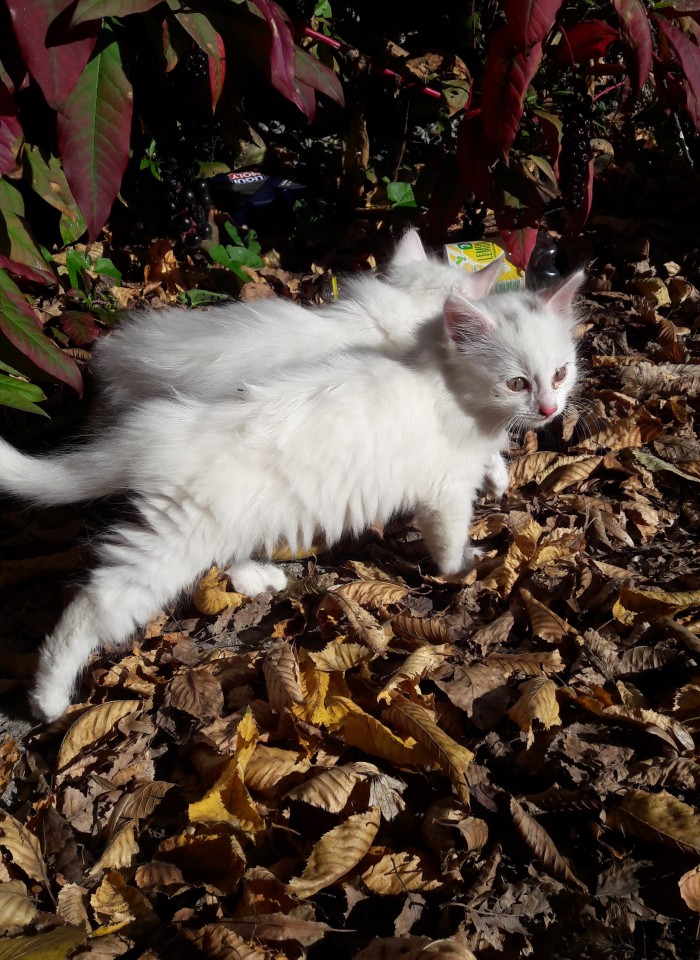 Два белоснежных пушистых котенка