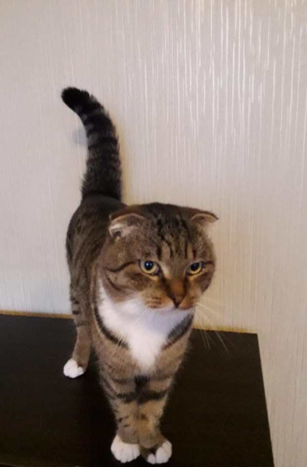 Котик в добрые руки