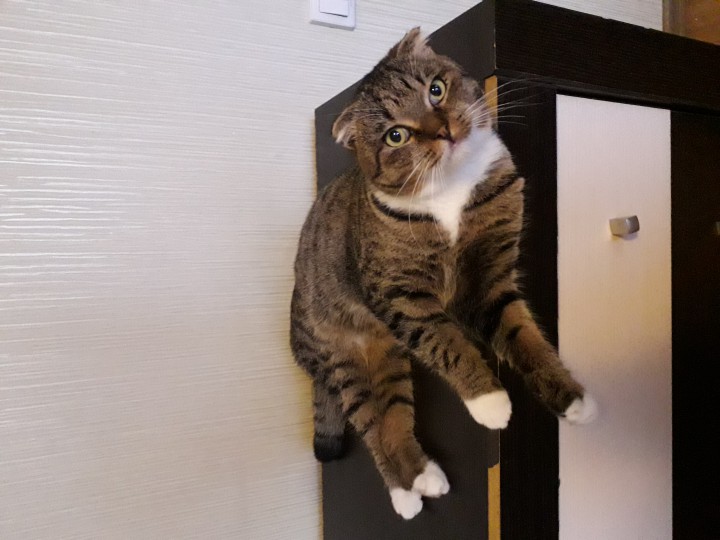 Котик в добрые руки