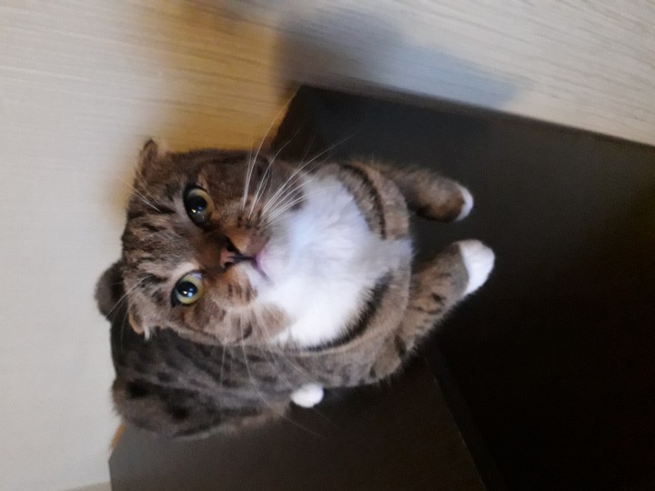 Котик в добрые руки