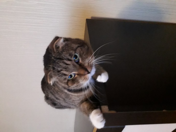 Котик в добрые руки