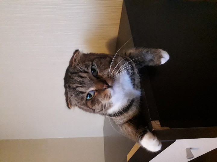 Котик в добрые руки