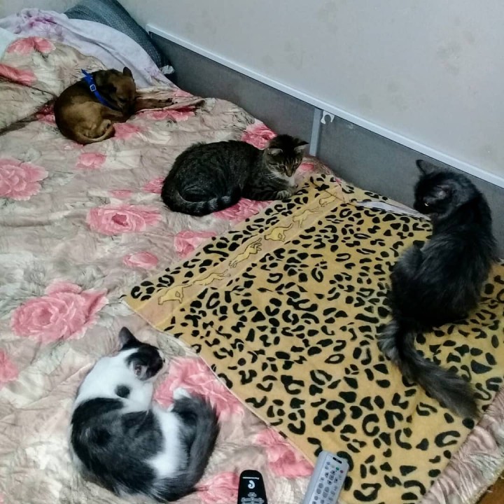 Зоогостиница для домашних животных