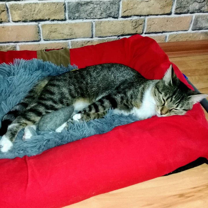 Зоогостиница для домашних животных