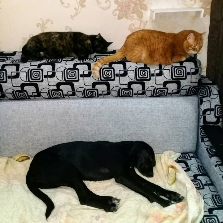 Зоогостиница для домашних животных