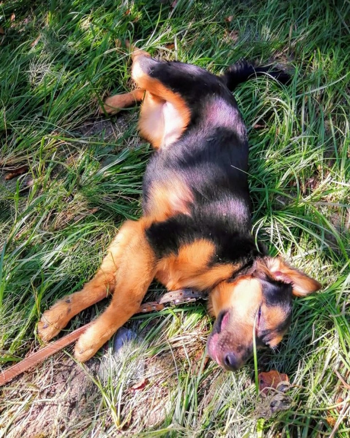 Зоогостиница для домашних животных