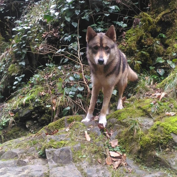 Найден пес. Змейковские водопады.