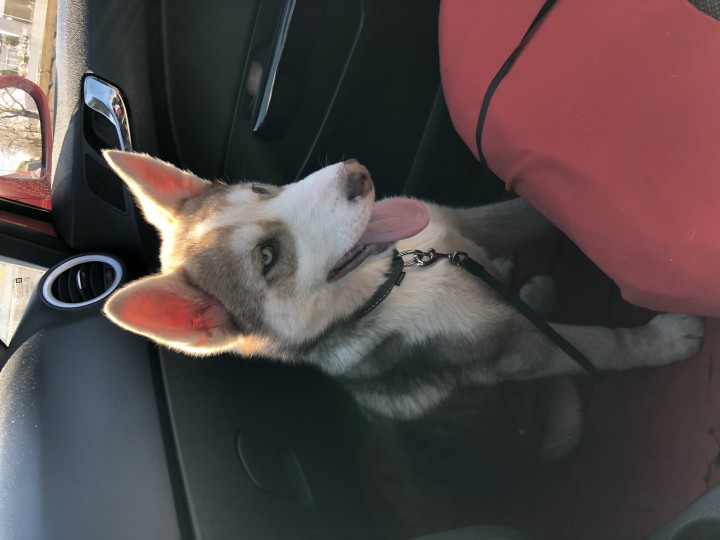 Щенки Хаски