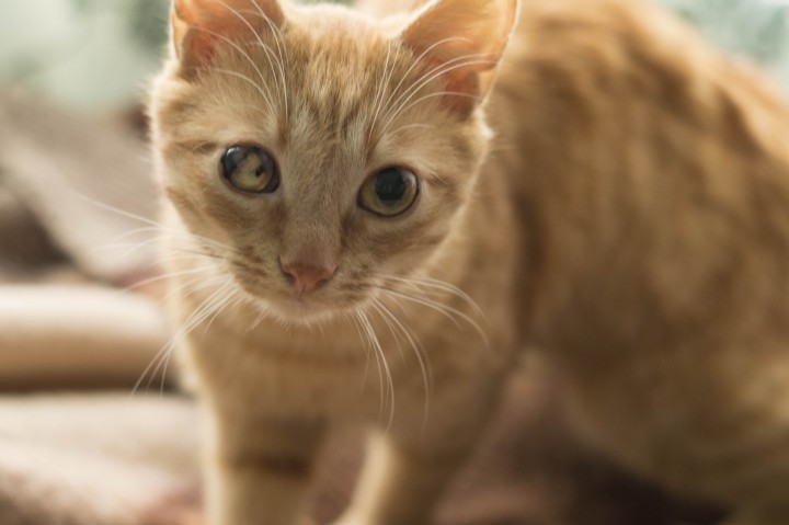 Ищу любящих родителей