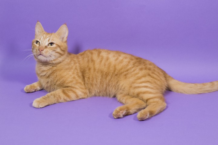 Ищу любящих родителей