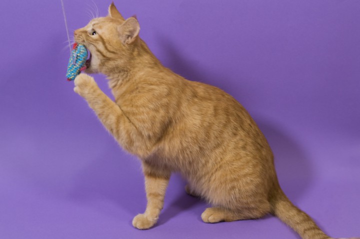 Ищу любящих родителей