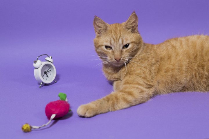 Ищу любящих родителей